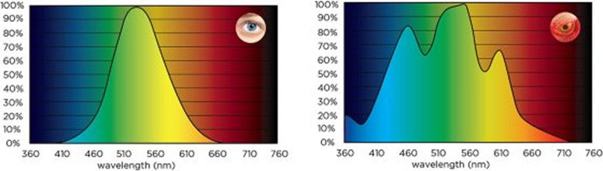 Eye different color and animal human